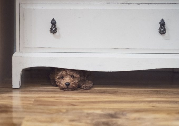 A little dog mostly hidden under a dresser.