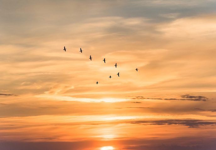 Flock of geese high in the sky before a golden sunsest.