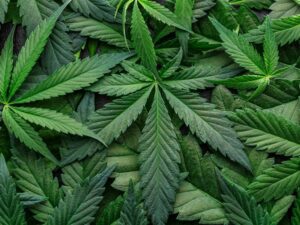 Marijuana Legalization and Workplace Safety