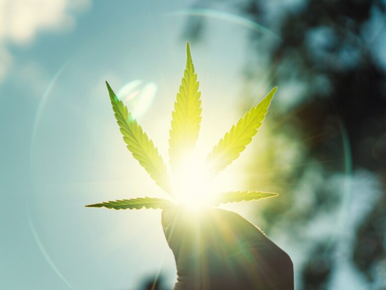 outdoor-hemp-bush-in-a-mans-hand-large-beautiful-leaves-in-sunlight-hemp-leaf-on-a-blurred Compliance Challenges for THCA Flower in a Shifting Cannabis Landscape
